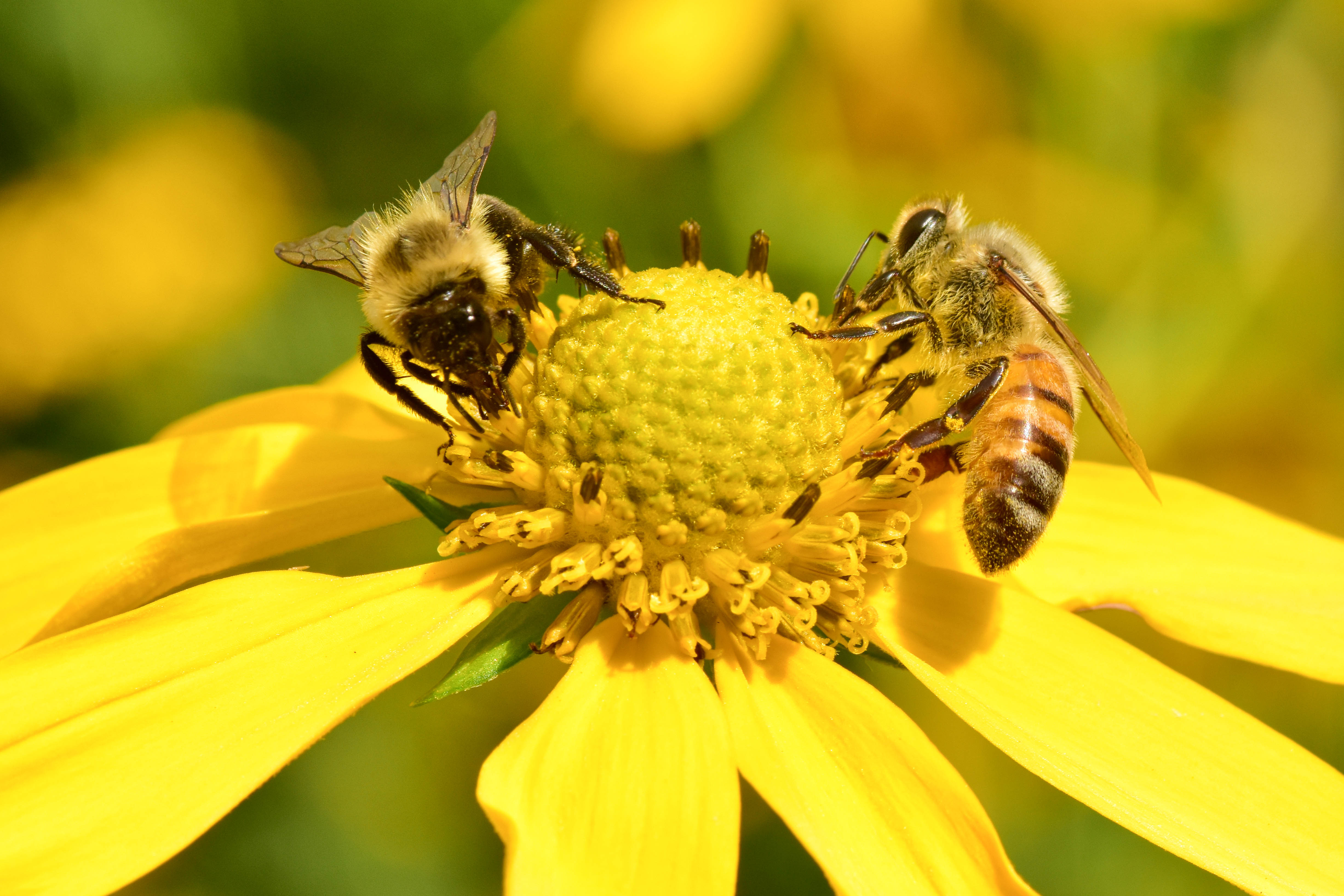 bees on yellow flower