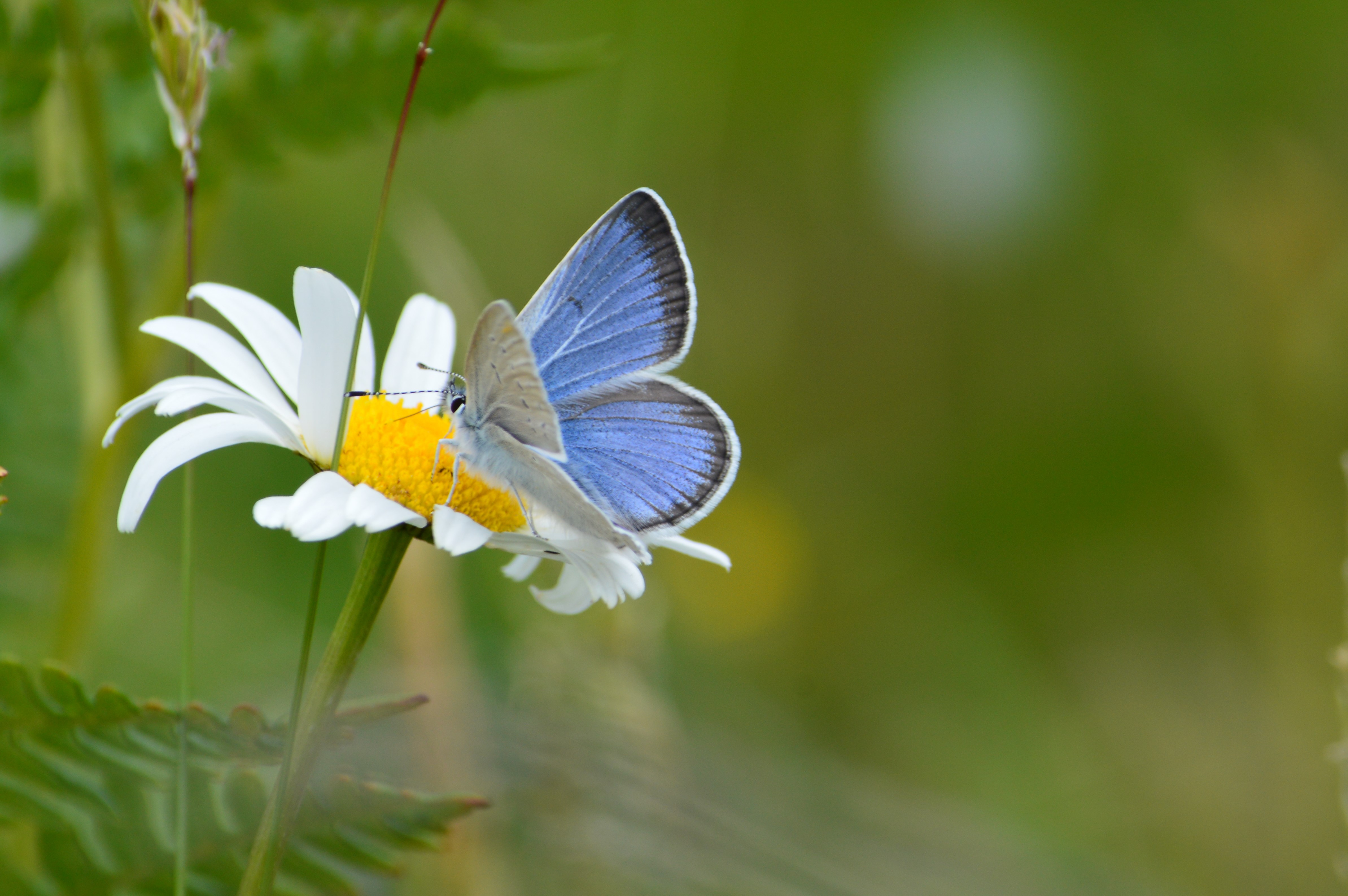 Blue butterfly on daisy