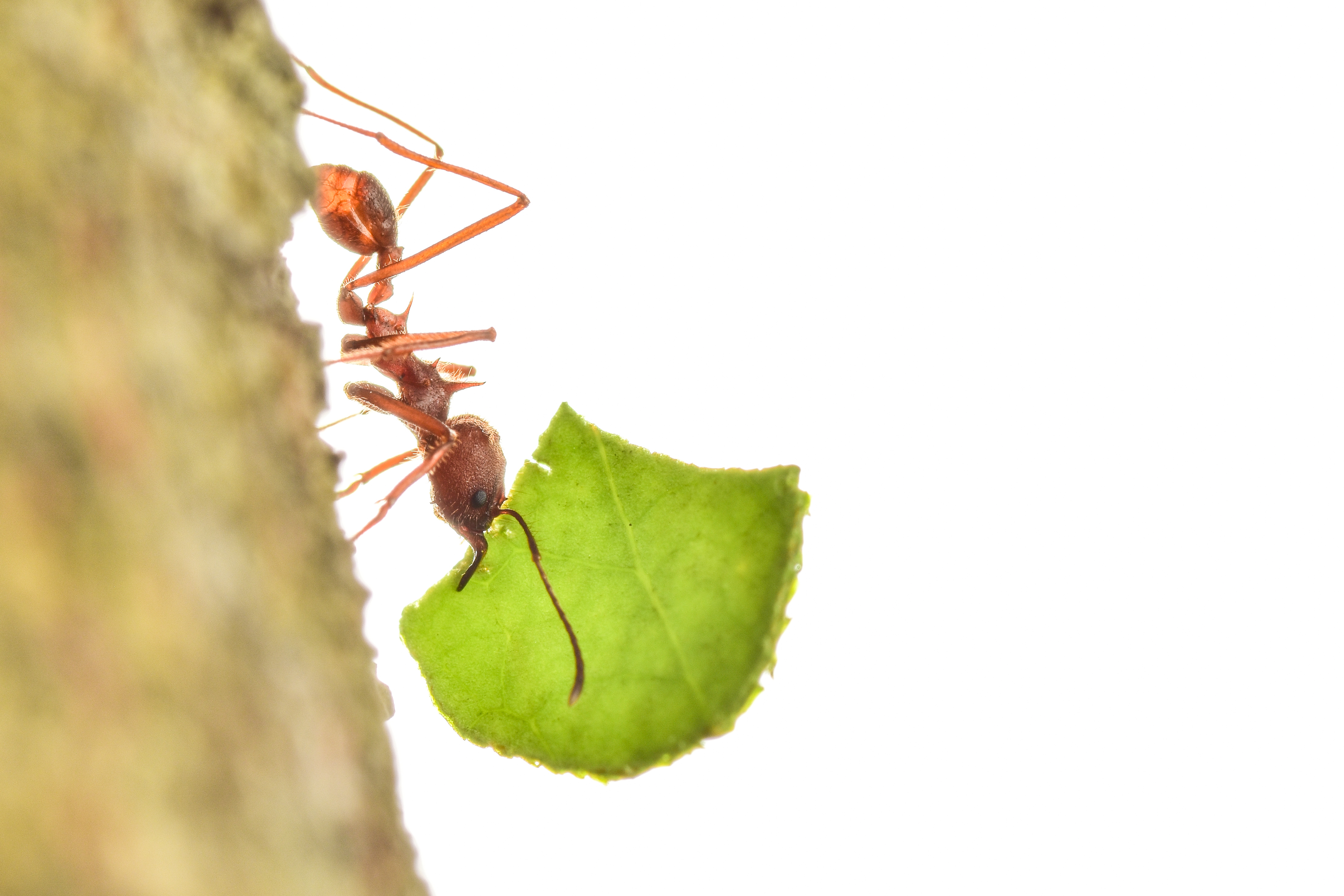 leaf cutter ant