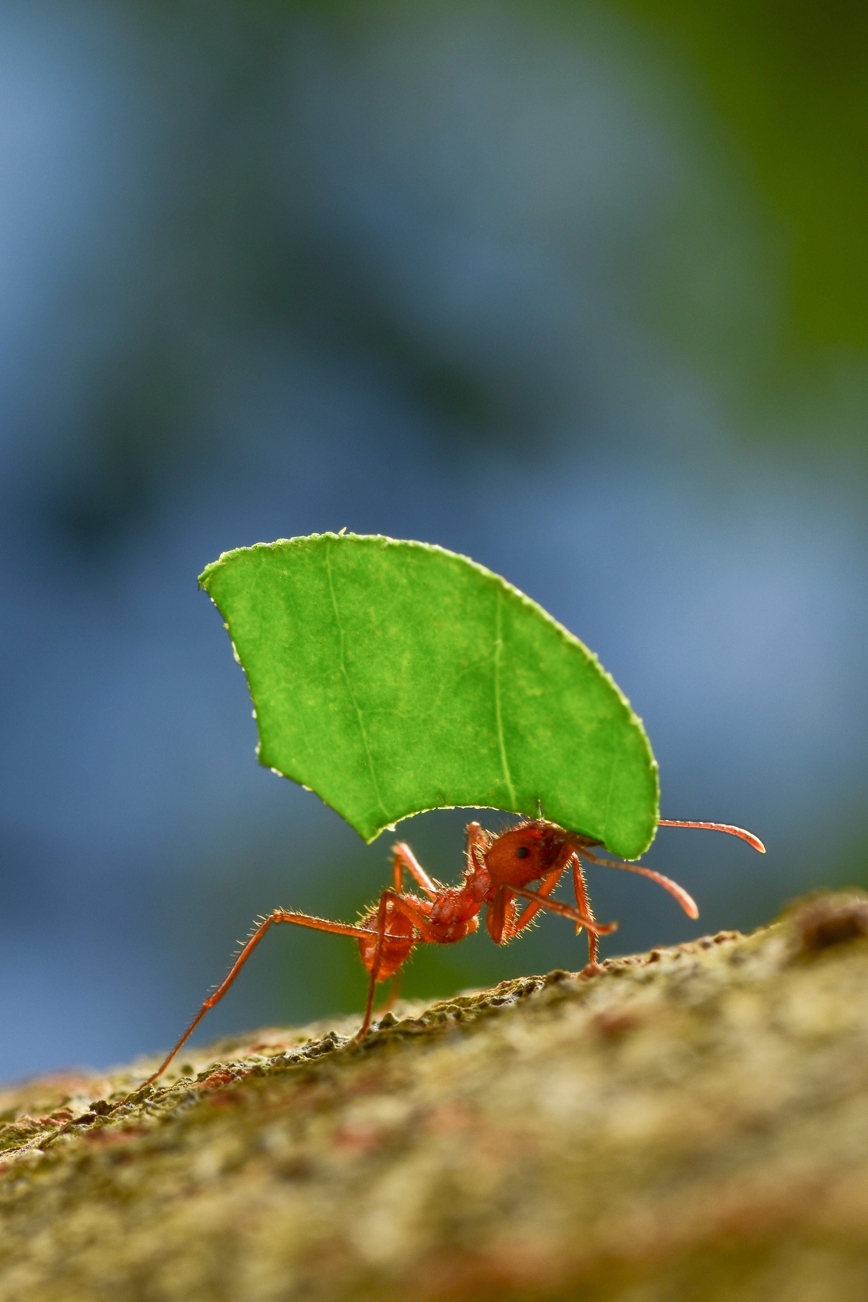 leaf cutter ant