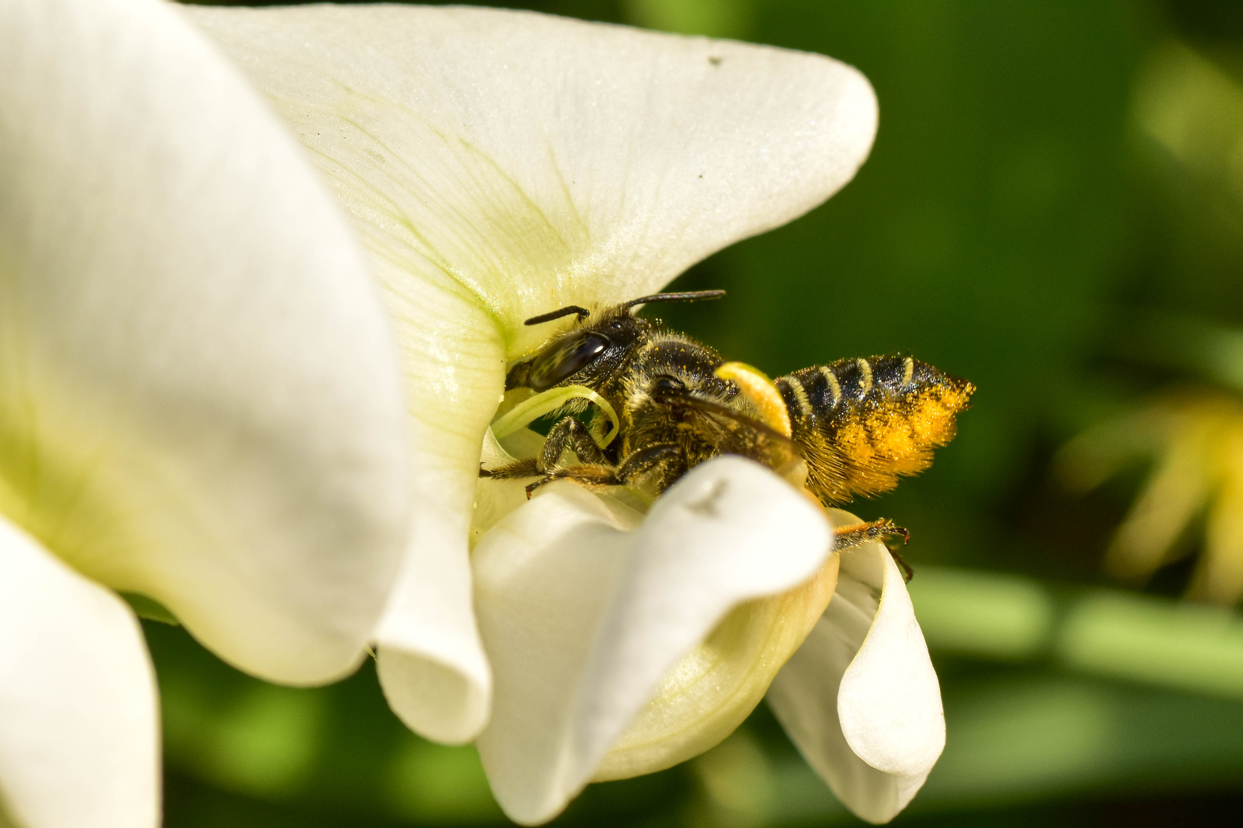 leaf cutter bee on sweet pea