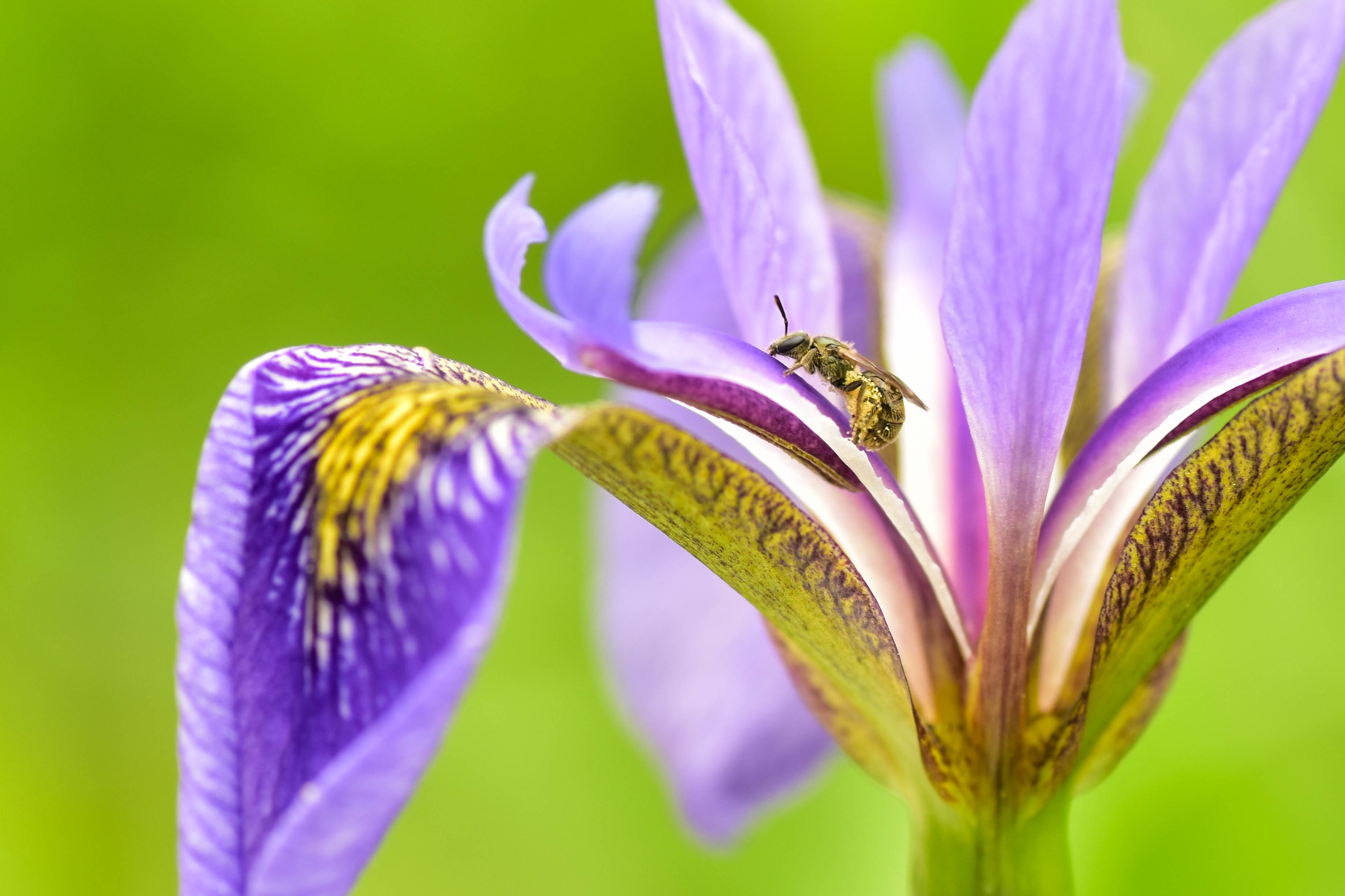 sweat bee on iris