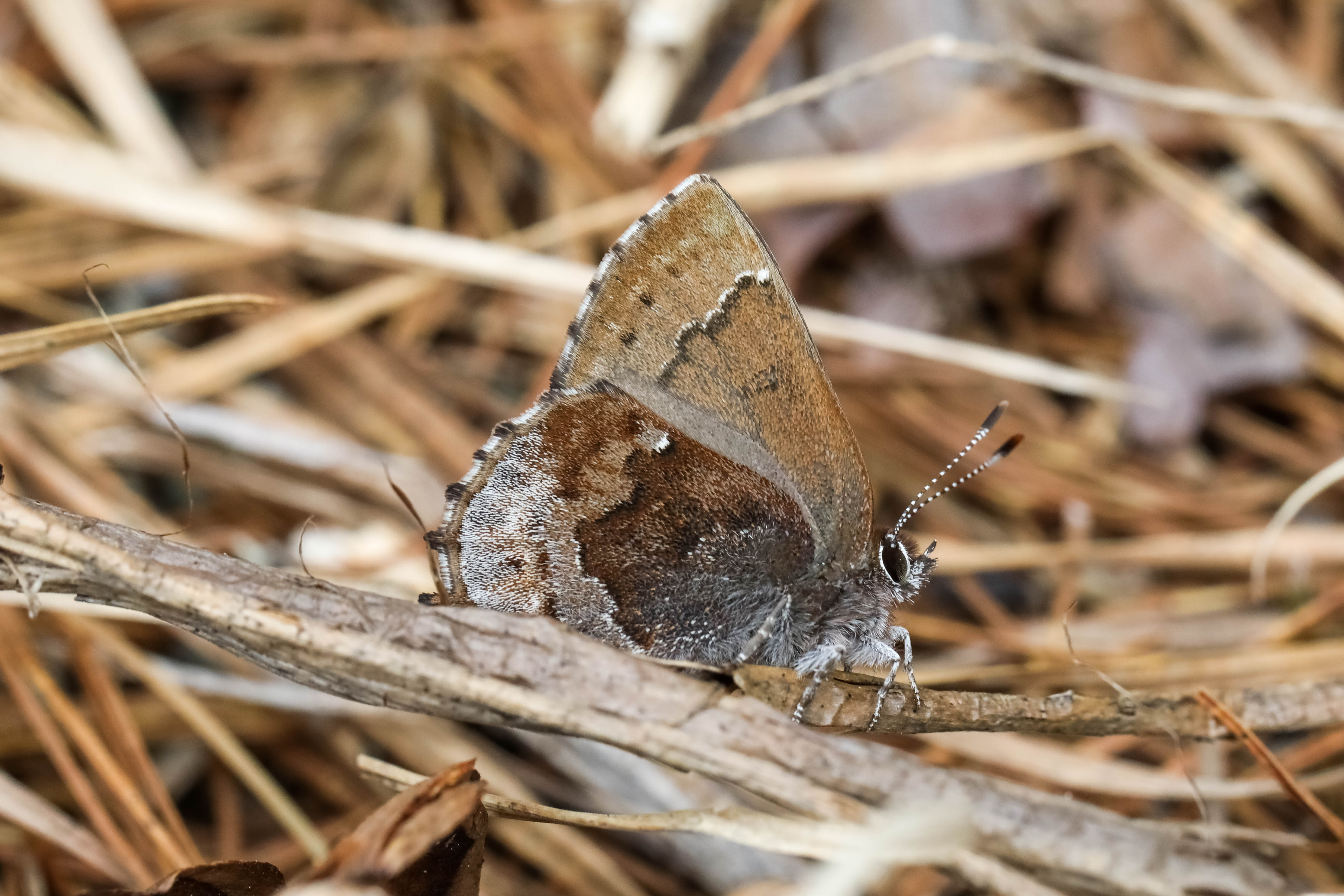 close up of butterfly
